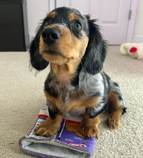 Cooper4