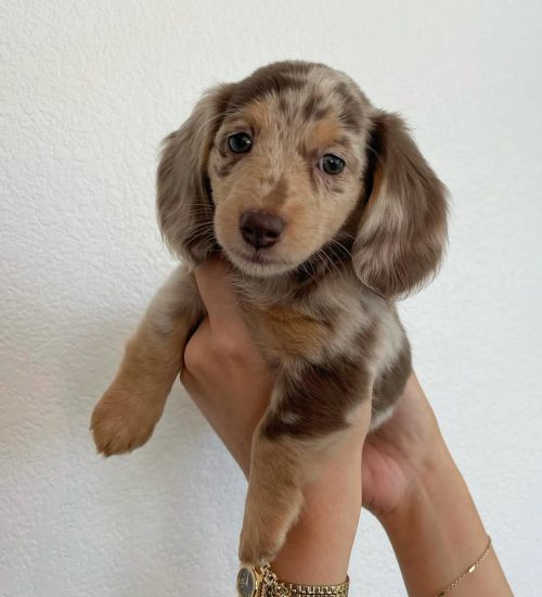 Hazel