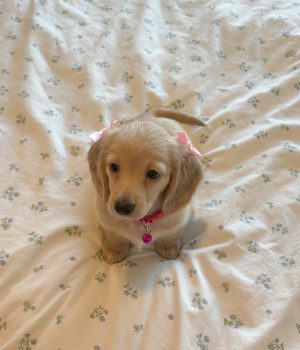 Lyla